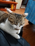 猫咪