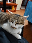 猫咪