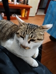 猫咪