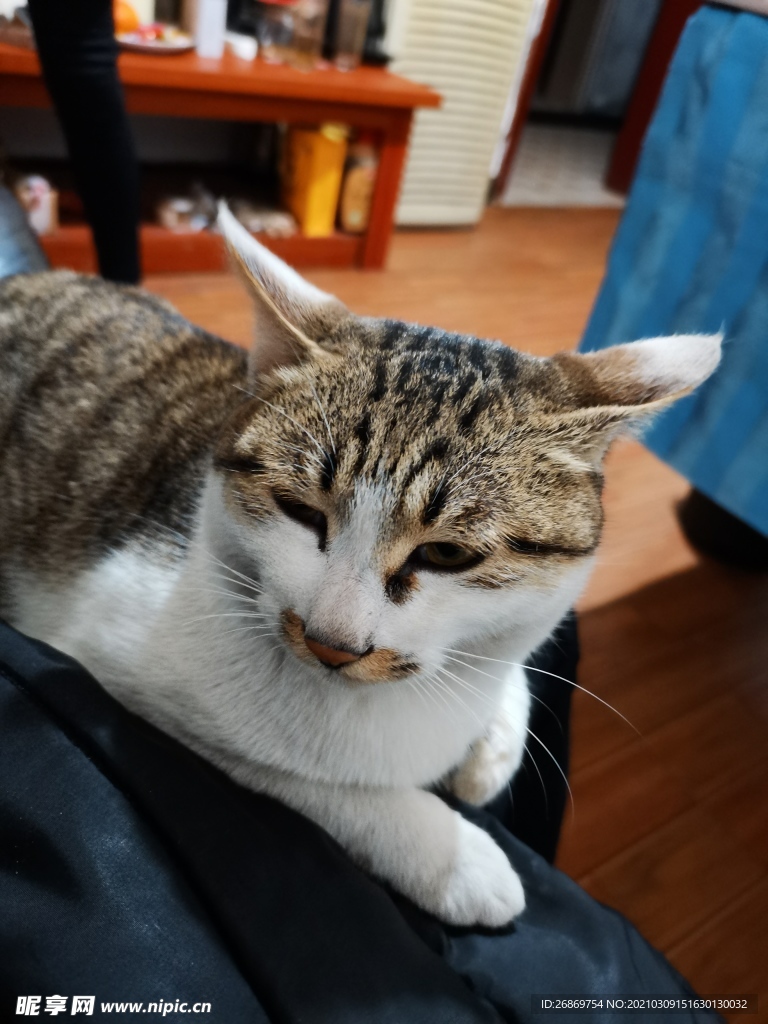 猫咪