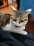 猫咪