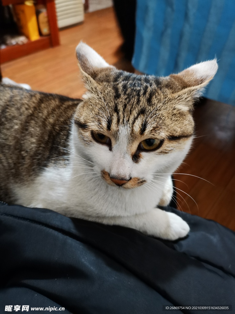 猫咪