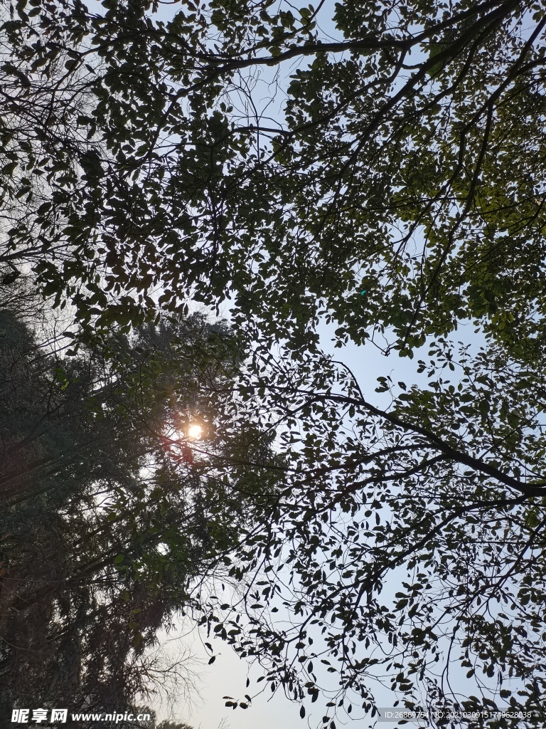 树林
