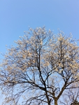 桃树