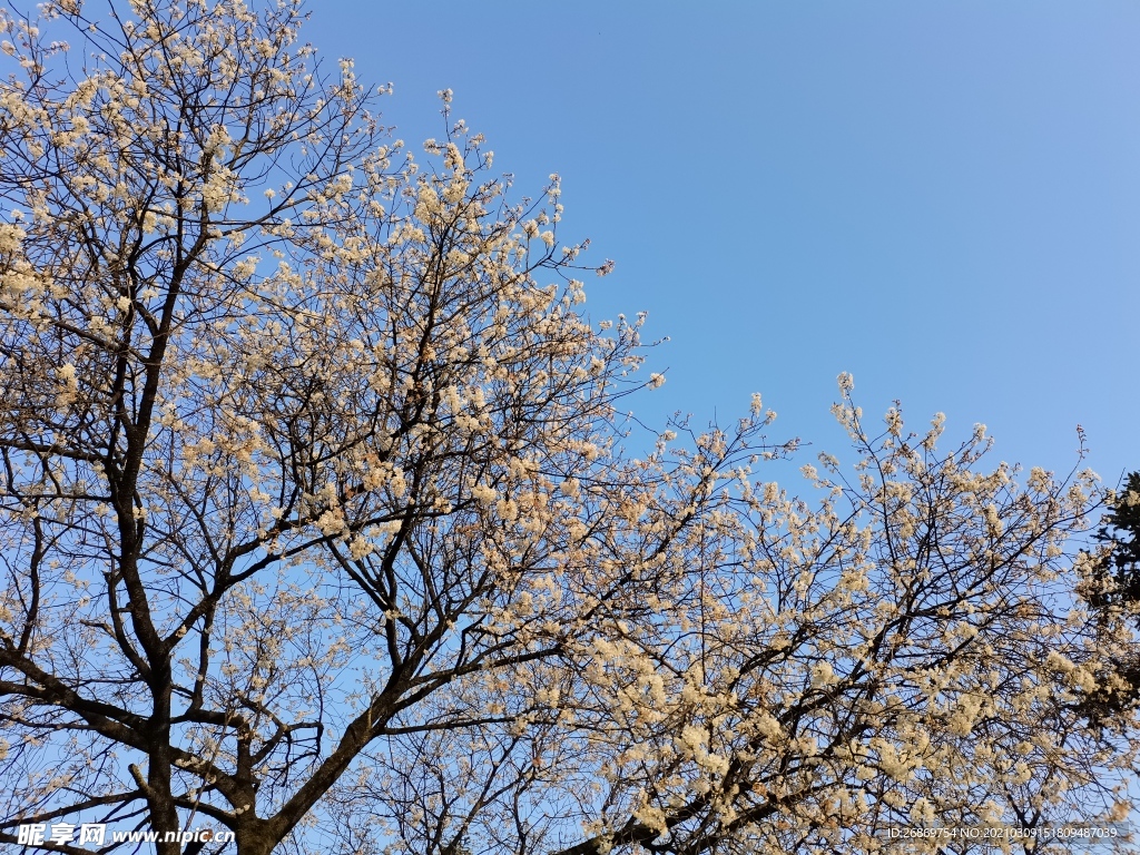 桃树