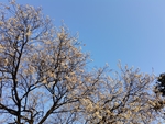 桃树