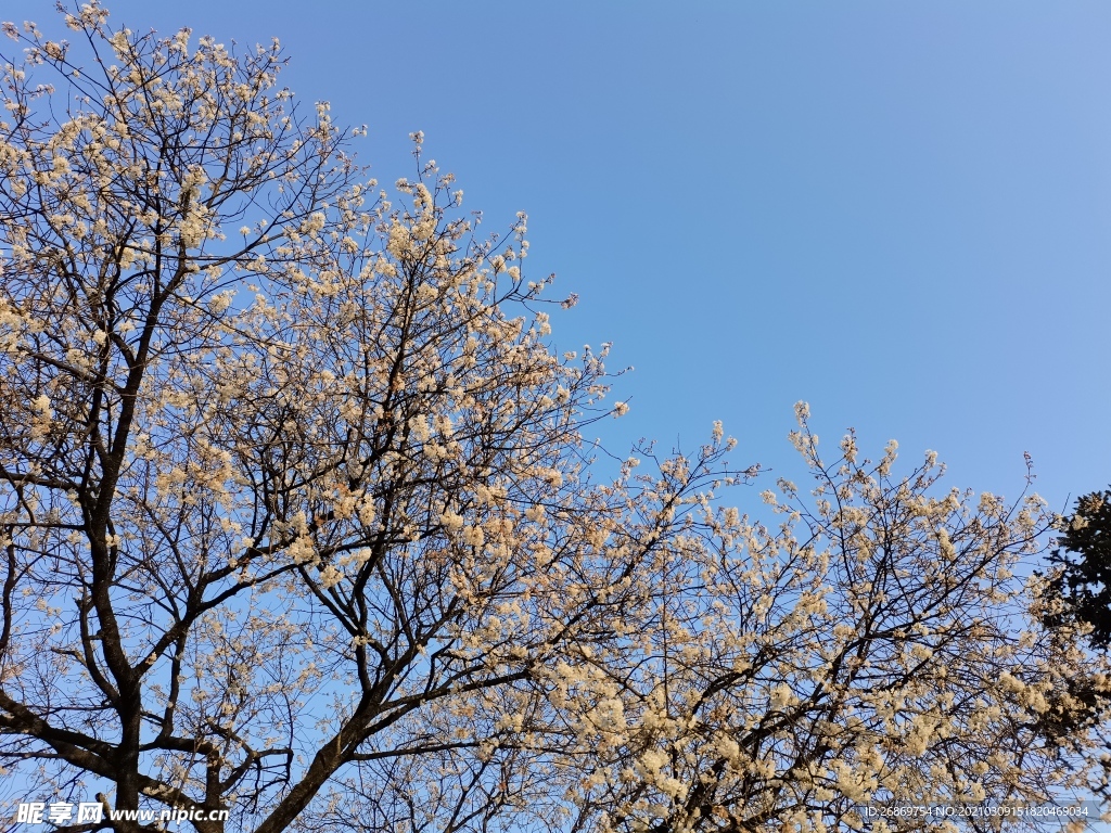 桃树