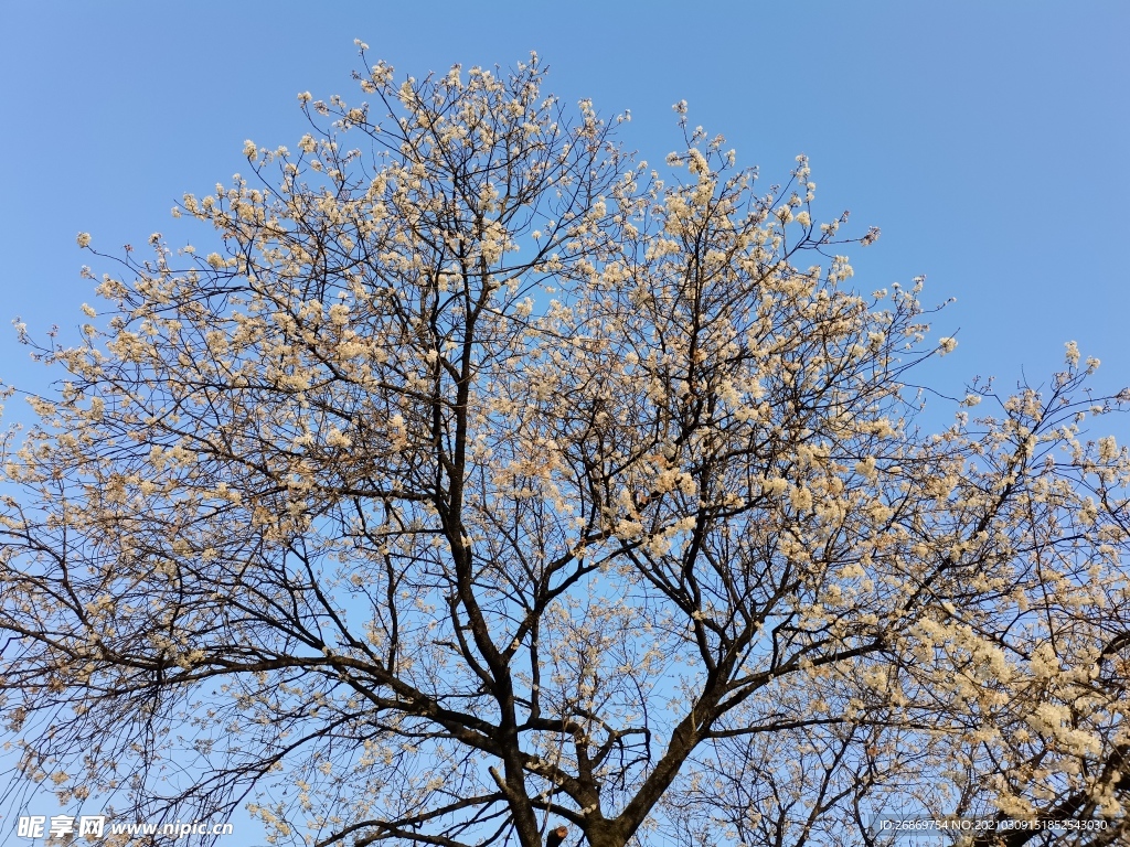 桃树