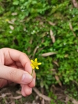 乡村野花