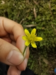 乡村野花