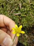乡村野花