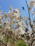 李子花