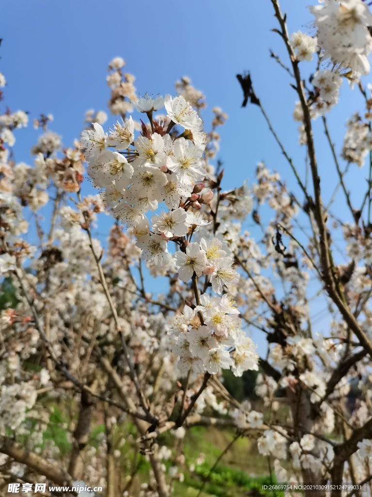 李子花