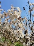 李子花