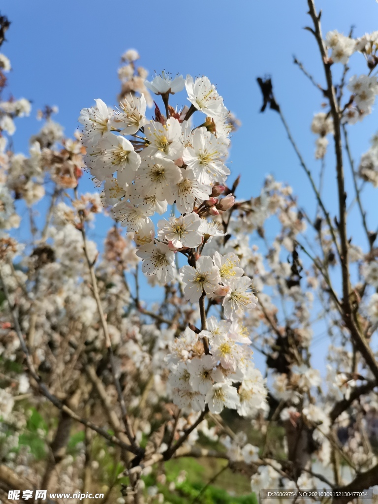 李子花