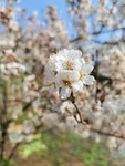 李子花