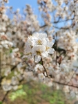 李子花