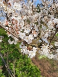 李子花
