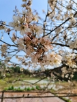 李子花