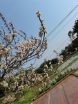 李子花