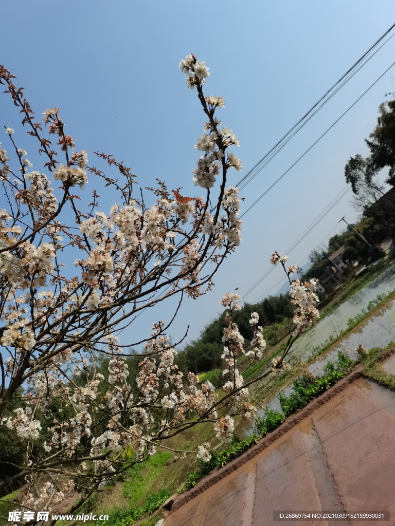 李子花