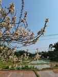 李子花