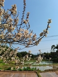 李子花