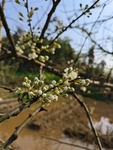 李子花