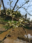 李子花