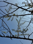 李子花