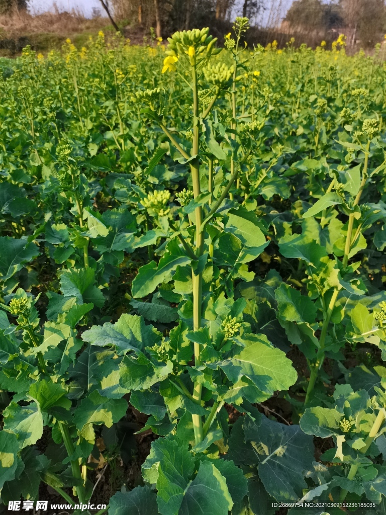 油菜花