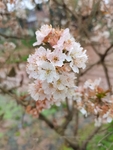 李子花