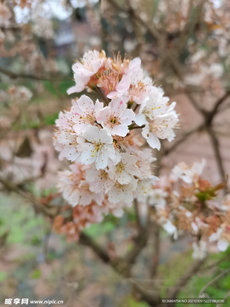 李子花