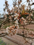 李子花