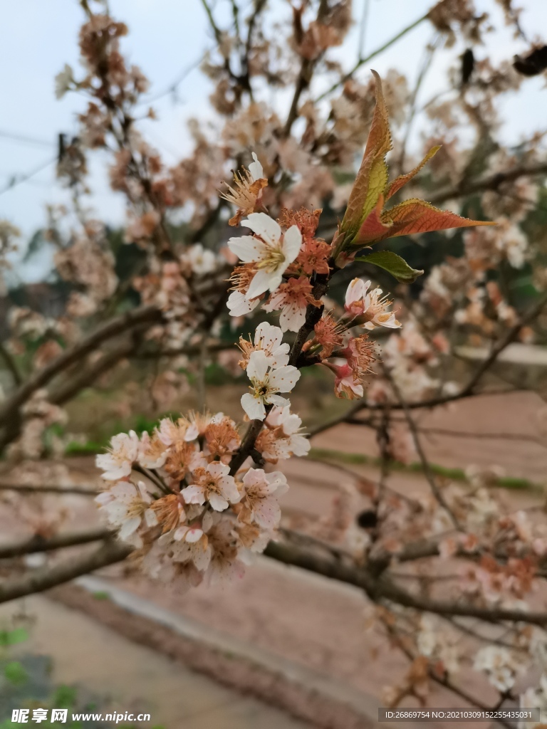 李子花