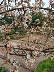 李子花