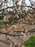 李子花