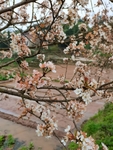 李子花