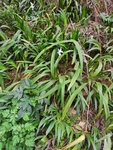 乡村野草