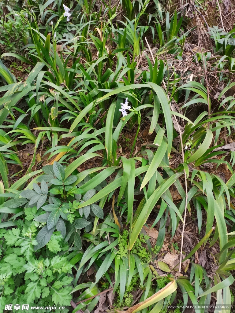 乡村野草