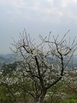 李子花
