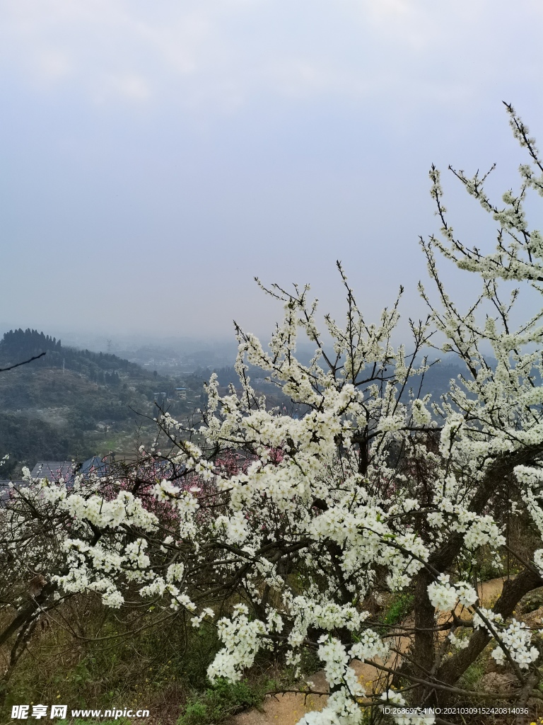 桃花