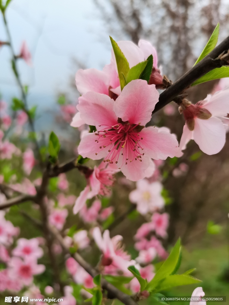 桃花