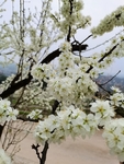 李花