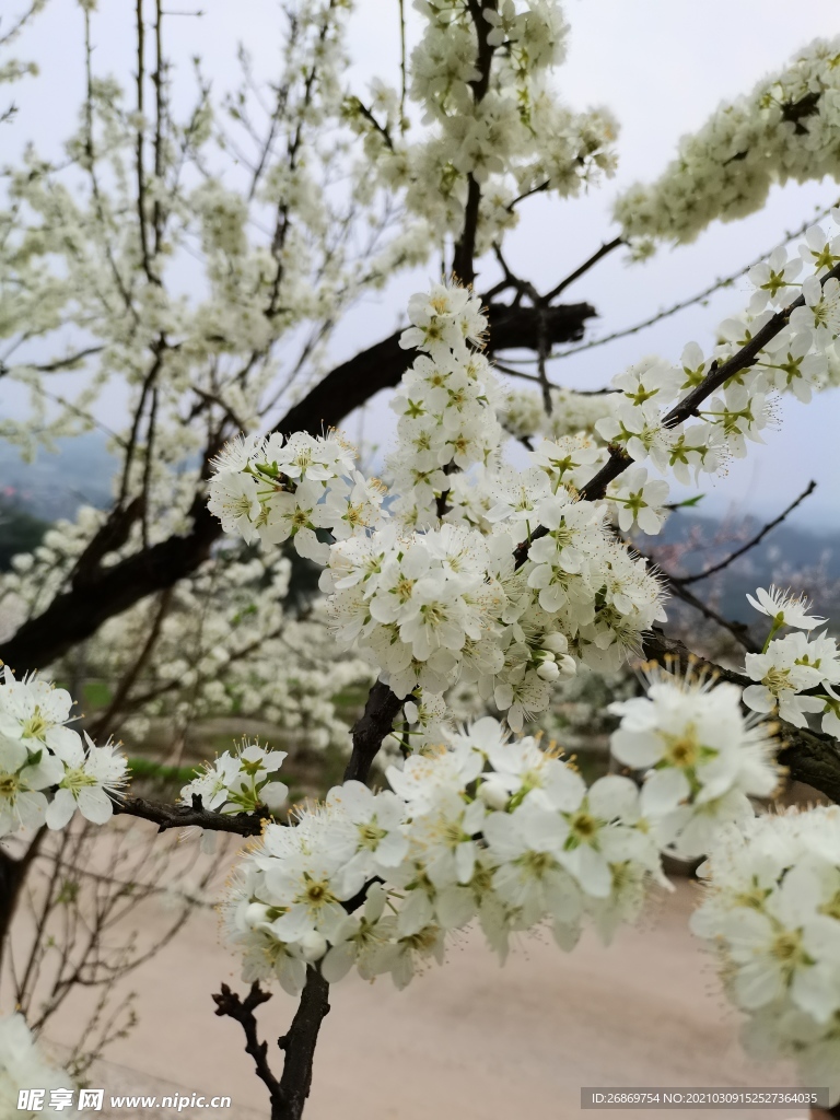 李花