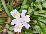 鸢尾花卉