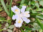 鸢尾花卉