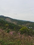 乡村风景