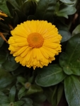 金盏菊