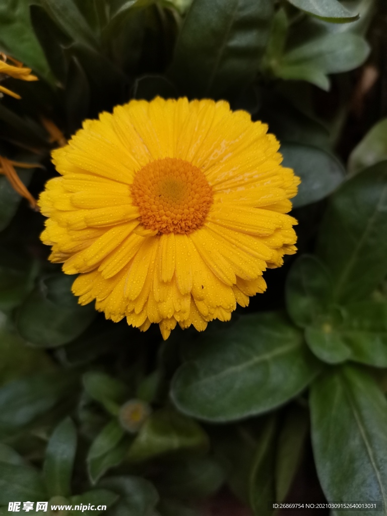 金盏菊
